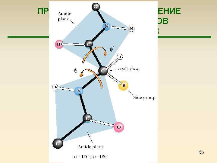 ПРОСТРАНСТВЕННОЕ СТРОЕНИЕ ПОЛИПЕПТИДОВ И БЕЛКОВ (Строение пептидной группы) 56 
