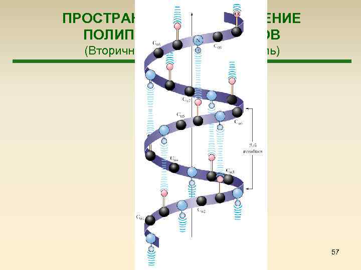 ПРОСТРАНСТВЕННОЕ СТРОЕНИЕ ПОЛИПЕПТИДОВ И БЕЛКОВ (Вторичная структура – α-спираль) 57 