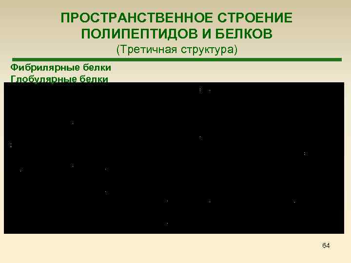 ПРОСТРАНСТВЕННОЕ СТРОЕНИЕ ПОЛИПЕПТИДОВ И БЕЛКОВ (Третичная структура) Фибрилярные белки Глобулярные белки 64 