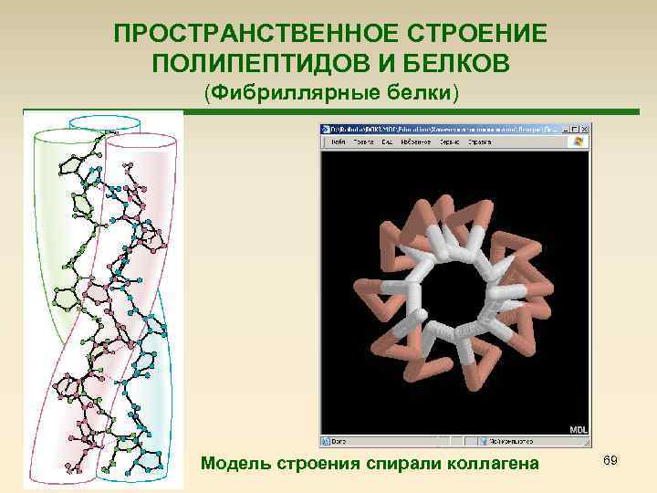 ПРОСТРАНСТВЕННОЕ СТРОЕНИЕ ПОЛИПЕПТИДОВ И БЕЛКОВ (Фибриллярные белки) Модель строения спирали коллагена 69 