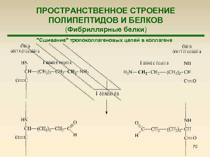ПРОСТРАНСТВЕННОЕ СТРОЕНИЕ ПОЛИПЕПТИДОВ И БЕЛКОВ (Фибриллярные белки) "Сшивание" тропоколлагеновых цепей в коллагене 70 