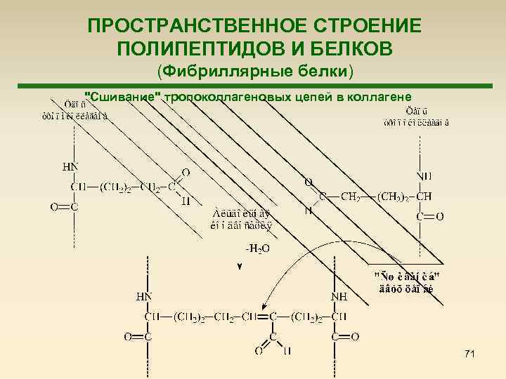 ПРОСТРАНСТВЕННОЕ СТРОЕНИЕ ПОЛИПЕПТИДОВ И БЕЛКОВ (Фибриллярные белки) "Сшивание" тропоколлагеновых цепей в коллагене 71 