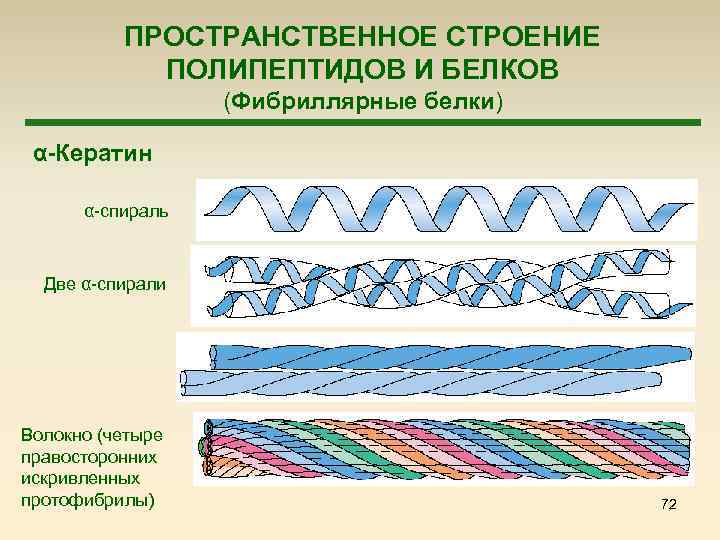 Фибриллярные белки. Фибриллярные белки третичная структура. Структура фибриллярных белков. Фибриллярная структура белка. Фибриллярный белок структура.