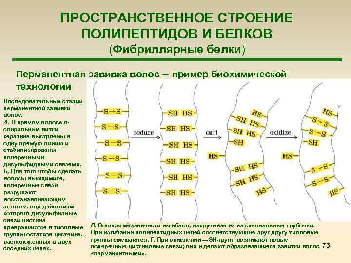 ПРОСТРАНСТВЕННОЕ СТРОЕНИЕ ПОЛИПЕПТИДОВ И БЕЛКОВ (Фибриллярные белки) Перманентная завивка волос – пример биохимической технологии
