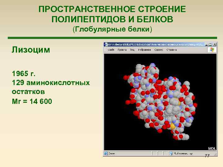 ПРОСТРАНСТВЕННОЕ СТРОЕНИЕ ПОЛИПЕПТИДОВ И БЕЛКОВ (Глобулярные белки) Лизоцим 1965 г. 129 аминокислотных остатков Mr