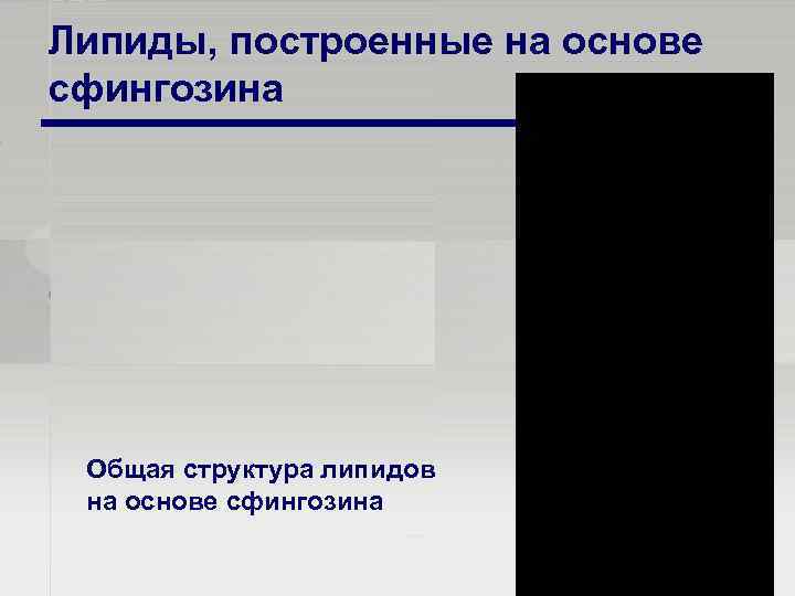 Липиды, построенные на основе сфингозина Общая структура липидов на основе сфингозина 13 