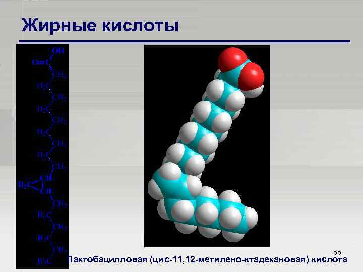 Жирные кислоты 22 Лактобацилловая (цис 11, 12 метилено ктадекановая) кислота 
