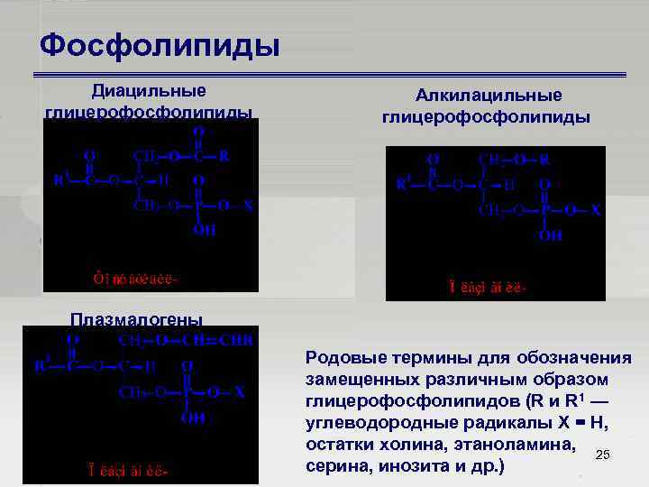 Фосфолипиды Диацильные глицерофосфолипиды Алкилацильные глицерофосфолипиды Плазмалогены Родовые термины для обозначения замещенных различным образом глицерофосфолипидов