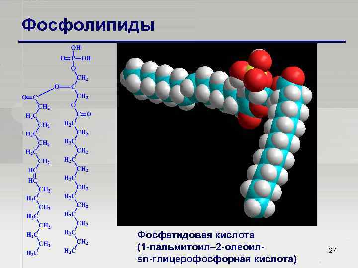Фосфолипиды Фосфатидовая кислота (1 пальмитоил– 2 олеоил sn глицерофосфорная кислота) 27 