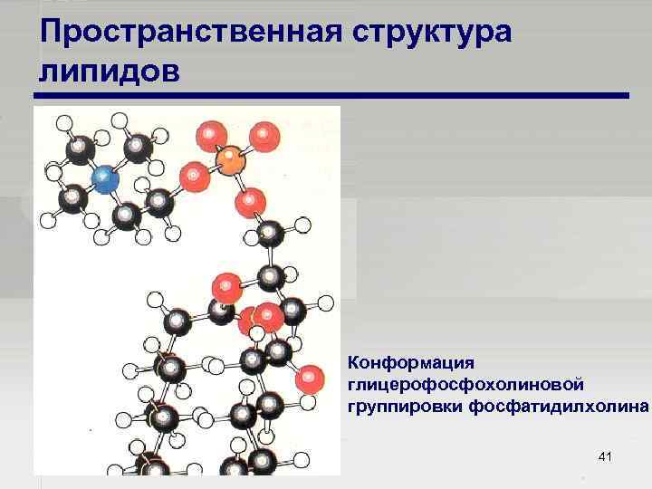 Пространственная структура липидов Конформация глицерофосфохолиновой группировки фосфатидилхолина 41 