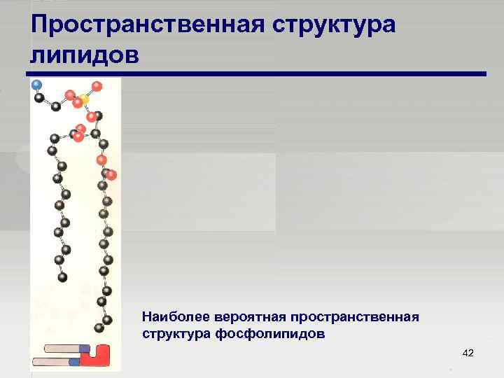 Пространственная структура липидов Наиболее вероятная пространственная структура фосфолипидов 42 