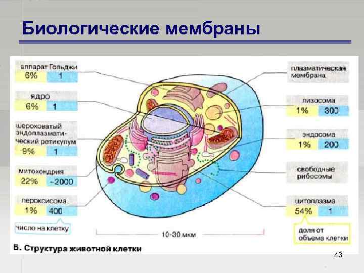 Биологические мембраны 43 