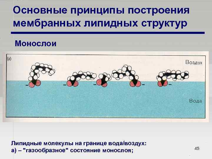 Основные принципы построения мембранных липидных структур Монослои Липидные молекулы на границе вода/воздух: а) –