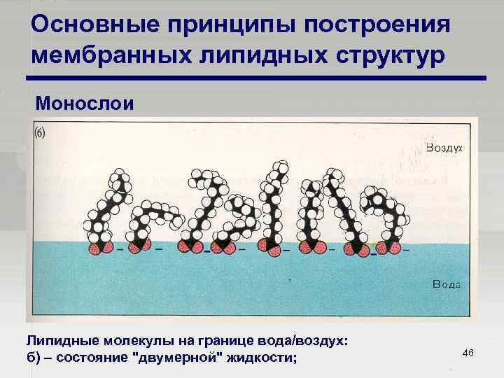 Основные принципы построения мембранных липидных структур Монослои Липидные молекулы на границе вода/воздух: б) –