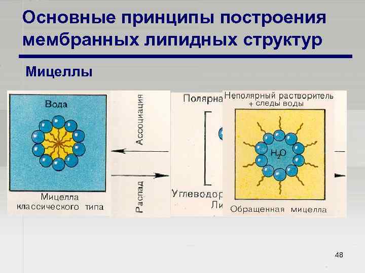 Основные принципы построения мембранных липидных структур Мицеллы 48 