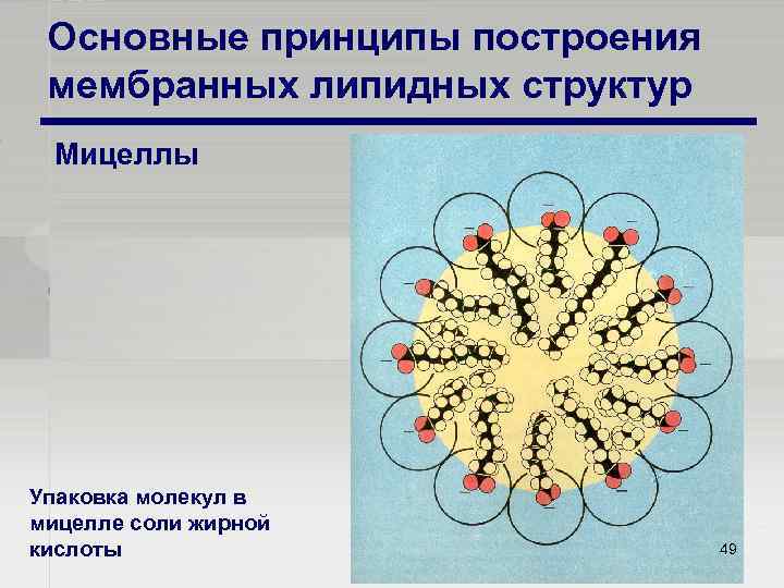 Основные принципы построения мембранных липидных структур Мицеллы Упаковка молекул в мицелле соли жирной кислоты
