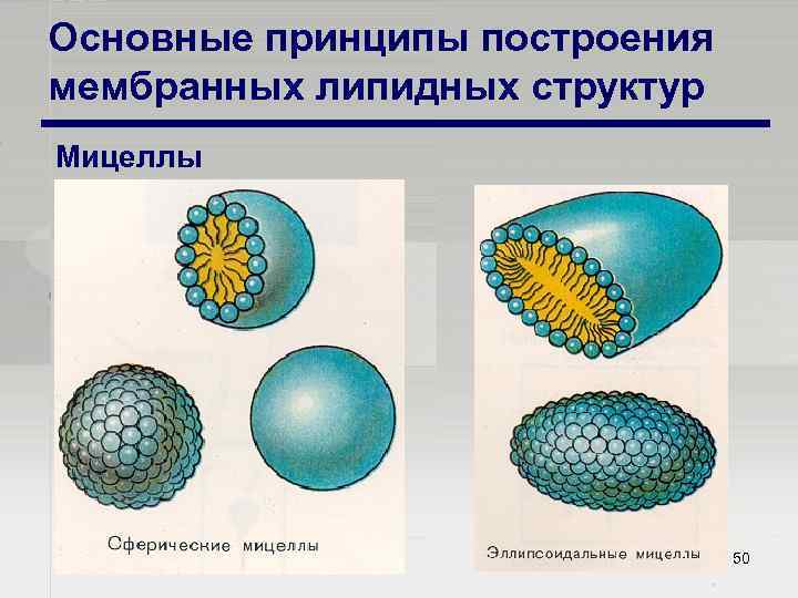 Основные принципы построения мембранных липидных структур Мицеллы 50 