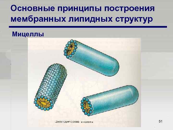 Основные принципы построения мембранных липидных структур Мицеллы 51 