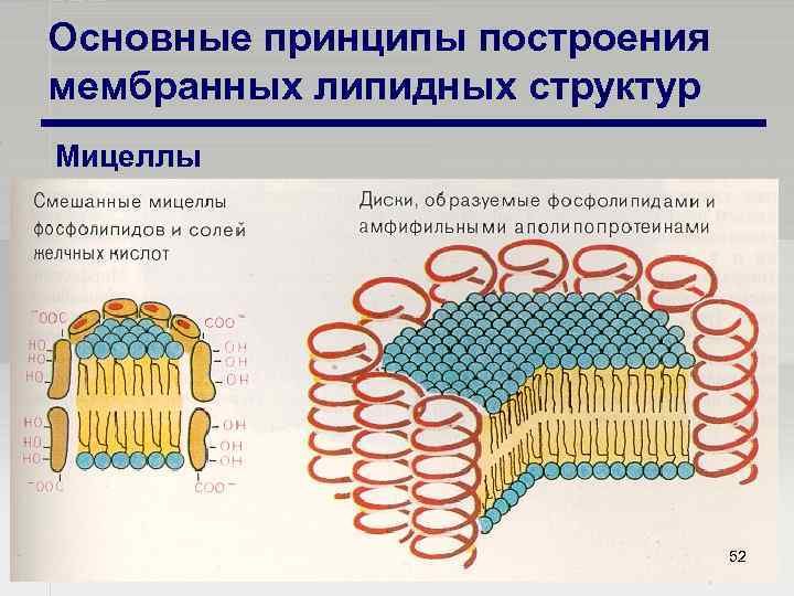 Основные принципы построения мембранных липидных структур Мицеллы 52 