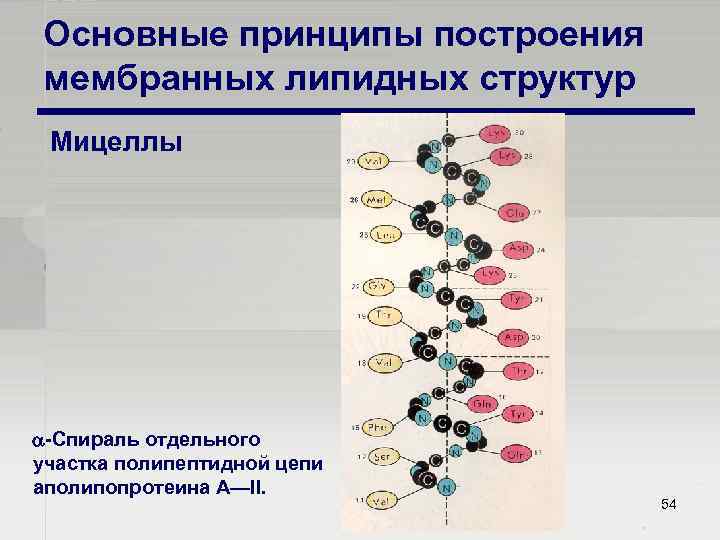Основные принципы построения мембранных липидных структур Мицеллы Спираль отдельного участка полипептидной цепи аполипопротеина А—II.