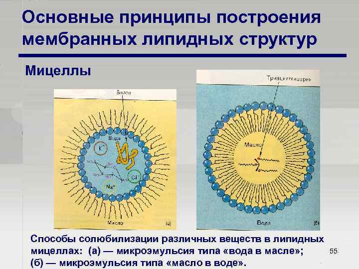 Основные принципы построения мембранных липидных структур Мицеллы Способы солюбилизации различных веществ в липидных мицеллах: