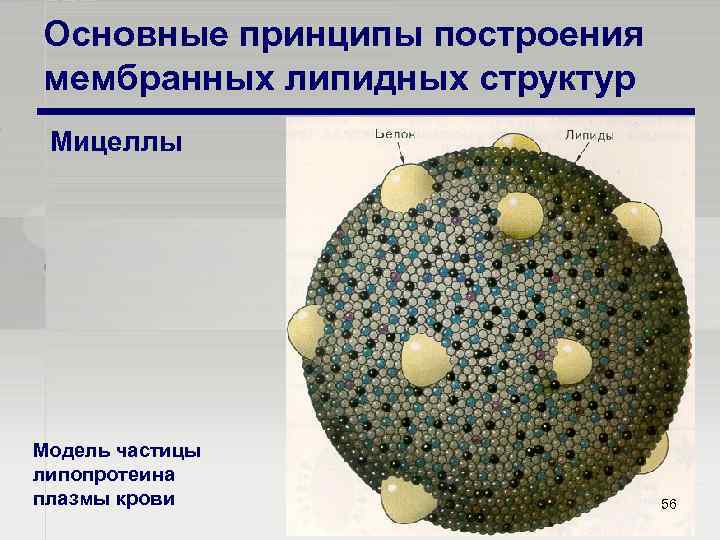 Основные принципы построения мембранных липидных структур Мицеллы Модель частицы липопротеина плазмы крови 56 