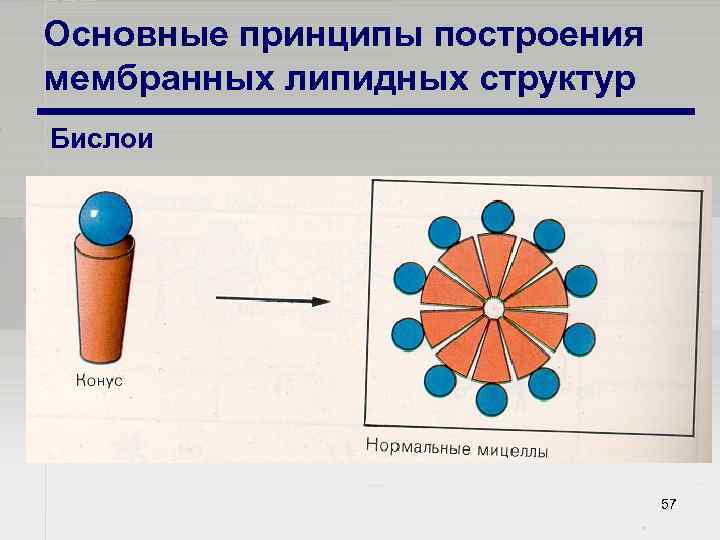 Основные принципы построения мембранных липидных структур Бислои 57 