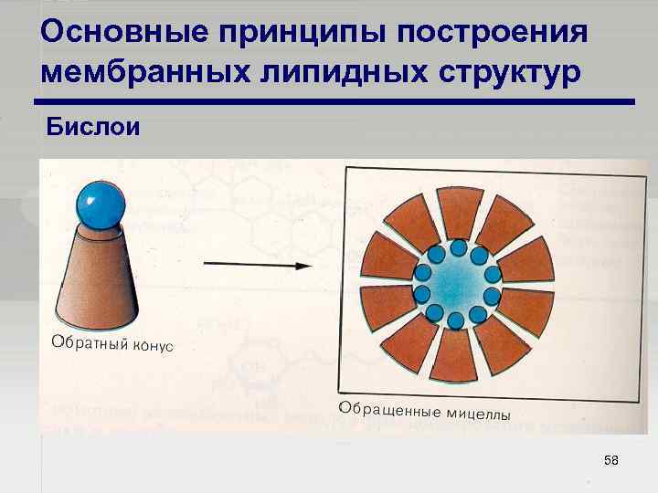 Основные принципы построения мембранных липидных структур Бислои 58 