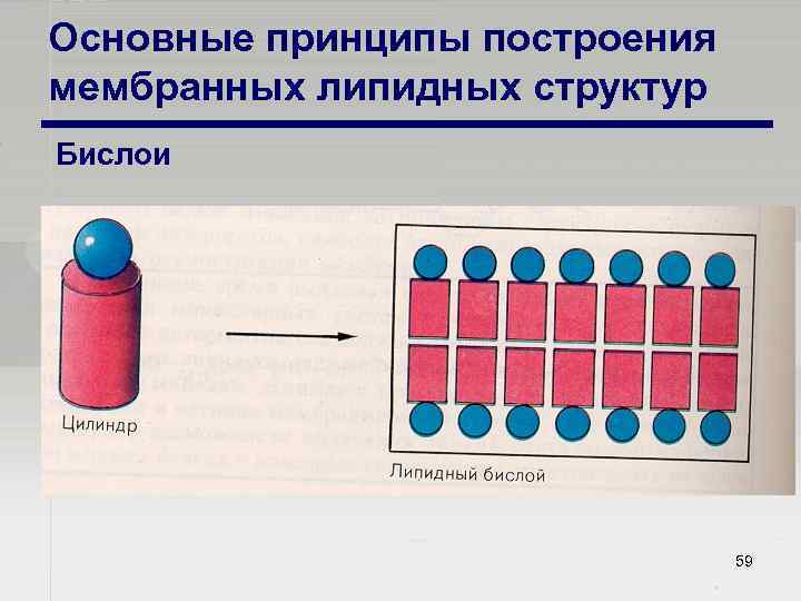 Основные принципы построения мембранных липидных структур Бислои 59 