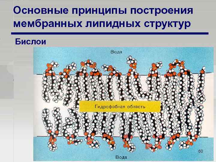 Основные принципы построения мембранных липидных структур Бислои 60 