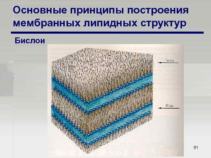 Основные принципы построения мембранных липидных структур Бислои 61 