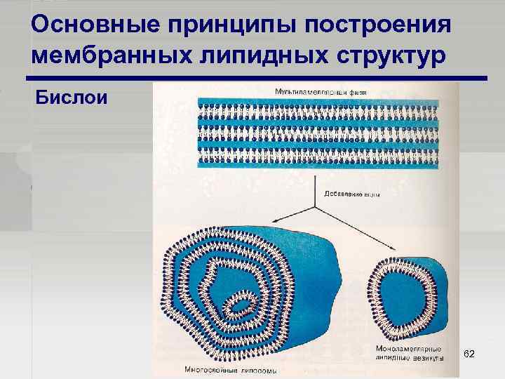 Основные принципы построения мембранных липидных структур Бислои 62 