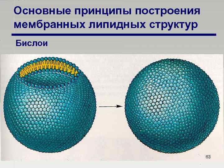 Основные принципы построения мембранных липидных структур Бислои 63 