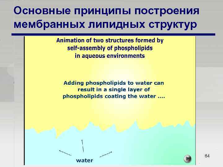Основные принципы построения мембранных липидных структур 64 