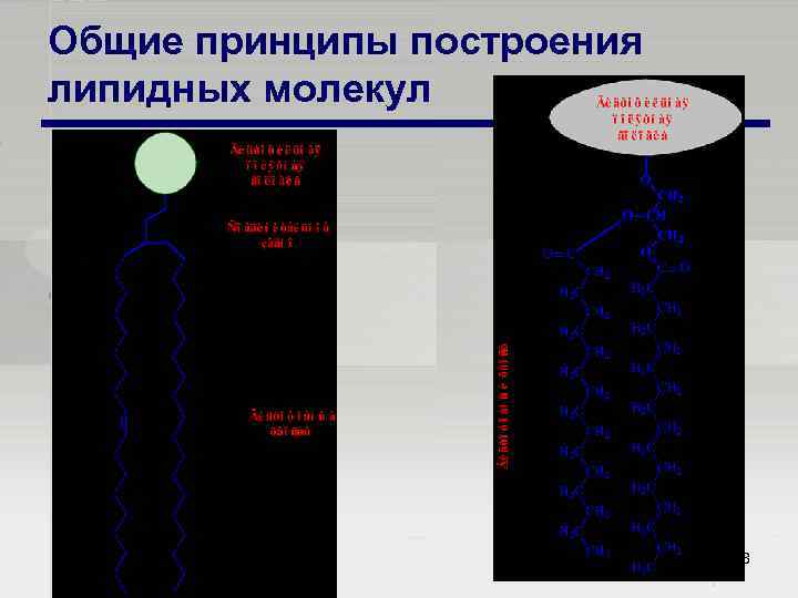 Общие принципы построения липидных молекул 8 