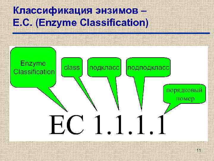 Классификация энзимов – Е. С. (Enzyme Classification) 11 