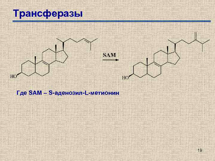 Трансферазы Где SAM – S-аденозил-L-метионин 19 