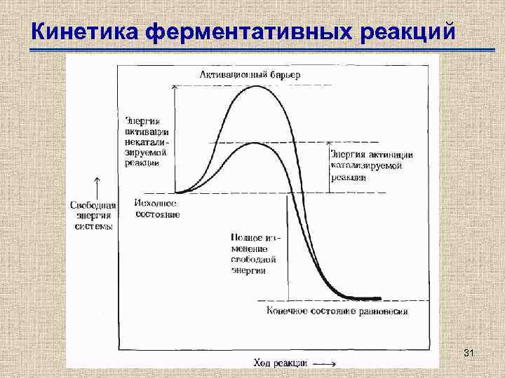 Кинетика ферментативных реакций 31 