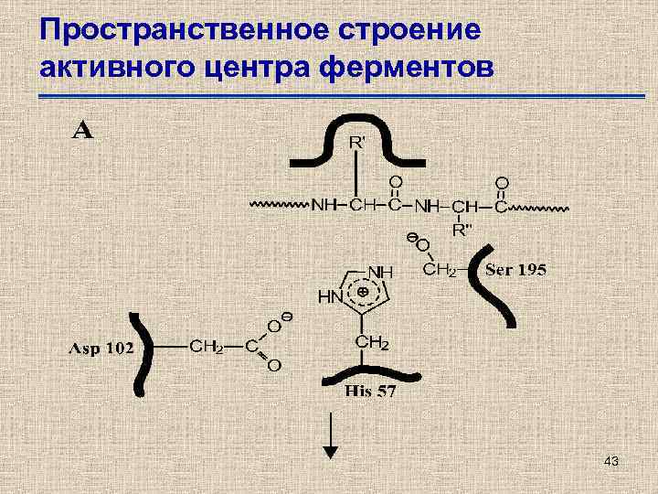 Пространственное строение активного центра ферментов 43 