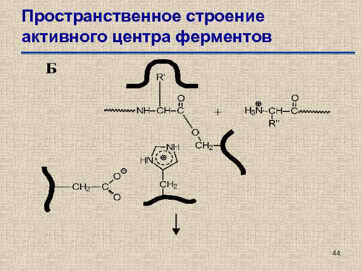 Пространственное строение активного центра ферментов 44 