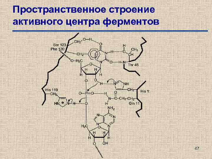 Пространственное строение активного центра ферментов 47 