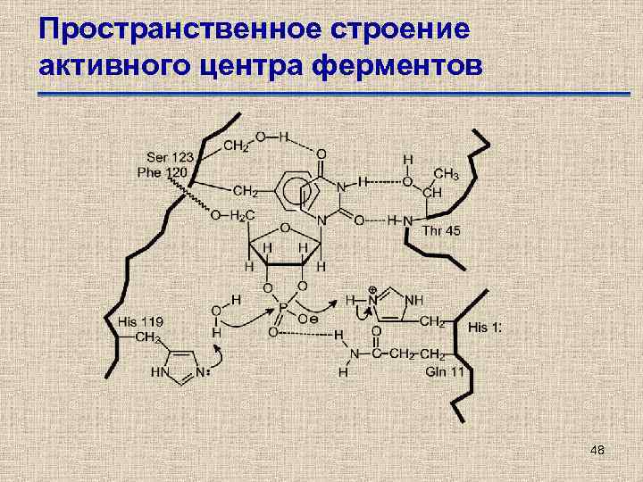 Пространственное строение активного центра ферментов 48 