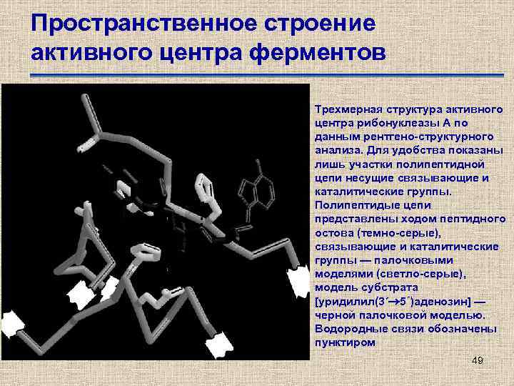 Пространственное строение активного центра ферментов Трехмерная структура активного центра рибонуклеазы А по данным рентгено-структурного