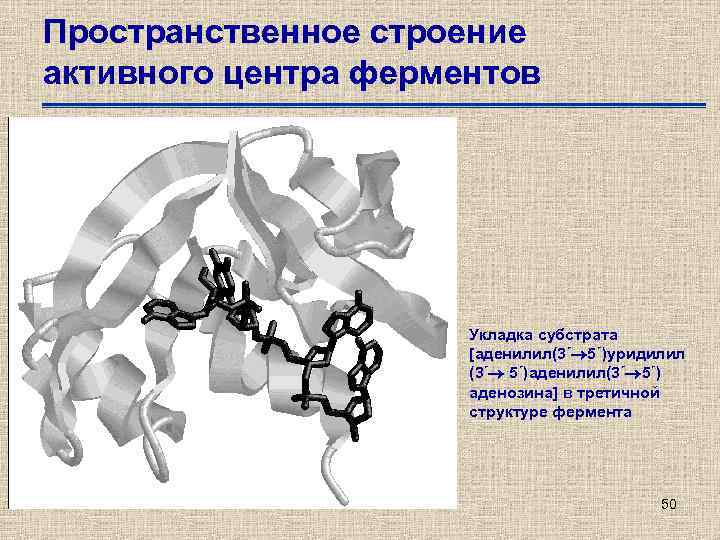 Пространственное строение активного центра ферментов Укладка субстрата [аденилил(3´ 5´)уридилил (3´ 5´)аденилил(3´ 5´) аденозина] в