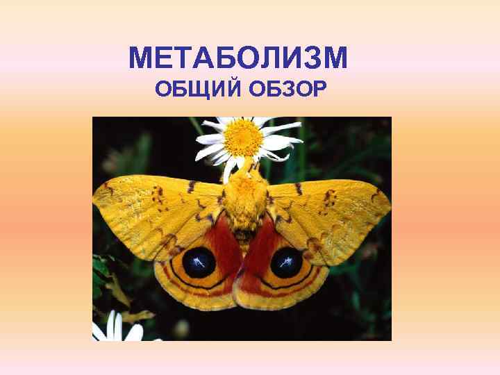 МЕТАБОЛИЗМ ОБЩИЙ ОБЗОР 