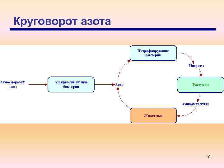 Круговорот азота 10 