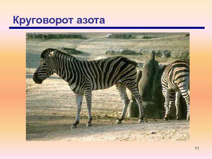 Круговорот азота 11 