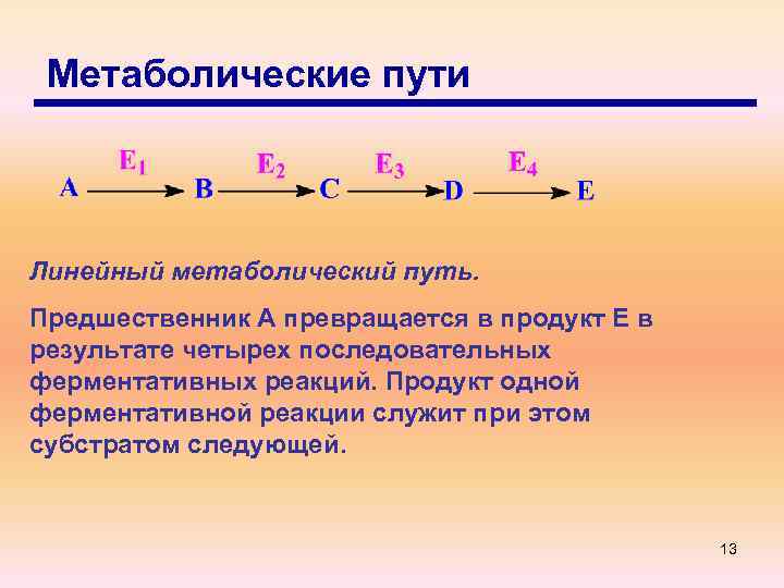 Метаболические пути Линейный метаболический путь. Предшественник А превращается в продукт Е в результате четырех