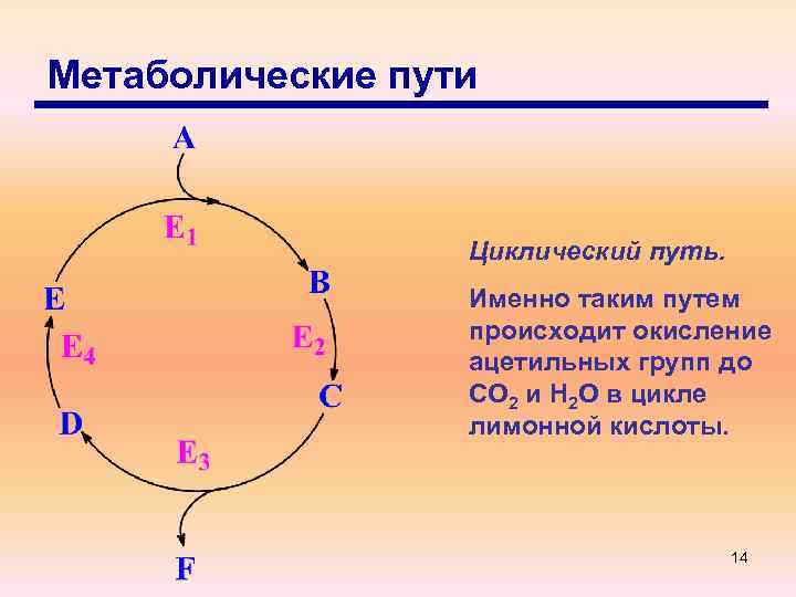 Метаболические пути Циклический путь. Именно таким путем происходит окисление ацетильных групп до СО 2
