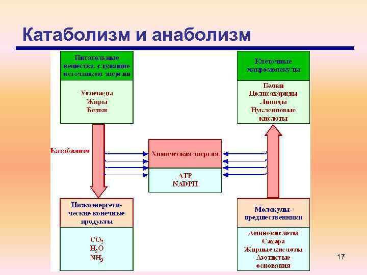 Катаболизм и анаболизм 17 